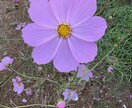 日常の写真を最新iPhoneで販売します 子供風景日常をテーマに撮影します イメージ2