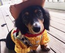 ペットに関する相談承っています ペットショップや動物病院で働いていた経験があります。 イメージ2