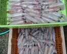 実績あり！釣り針の結び方、趣味漁師が直伝します 漁師の世界は企業秘密。だからこそ価値がある。 イメージ9