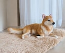 大切な愛犬さんをお作りします 世界にたった一つ♡うちのコ羊毛フェルト♡ イメージ7