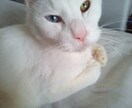 モーニングコール受付ます 朝に元気な私が朝に弱いあなたにモーニングコールします✆ イメージ1