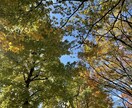秋の風景写真、5枚→10枚提供します 加工、商用利用OK！各種静止画投稿・動画の背景に使えます イメージ5