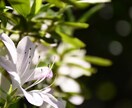 写真撮ります Nikonで写真を撮ります。自然系。 イメージ1