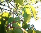 人間より長寿の❀桜の樹その精霊に貴方の幸せ聴きます 万物の一部である貴方♥桜の木からのメッセージ聴いてみませんか イメージ6