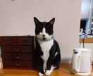 高校生・高専生　数学のオンライン家庭教師をします [微分積分に強い]　高校生の数Ⅲ、高専生の微分積分が大人気！ イメージ4
