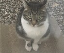 日本語プライベートレッスンをします ご希望に合わせてカスタマイズします！ イメージ1