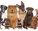 犬のしつけやお困りごとを解決します 犬のお困りごとは、犬の専門家に相談！ イメージ2