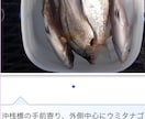 東京湾、横浜、護岸、海釣り公園　秘密釣り方教えます なんでこんなに釣れるの？GOGOフッシング イメージ3