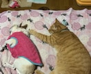 犬猫の相談何でも受けます 話す事でお互いもっと犬猫を好きになれれば良いなと思います！ イメージ1