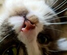 あなたの推しの話、今聞いてほしい話などお聞きます あなたにとっての一番「好き」でいいと思うよ。聞きたいな。 イメージ1