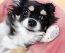 ペット肖像画A3【犬・猫胸から上】をお描きします ご満足いただけるまで修正無制限。心を込めてお描きいたします。 イメージ4