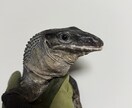 哺乳類・爬虫類・鳥類・両生類・奇蟲飼育相談乗ります 自宅で飼育している生体の飼育方法等相談乗ります イメージ2