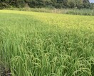 農業や家庭菜園の相談に乗ります 畑を始めたい方へ、チャット、ビデオチャットで相談に乗ります！ イメージ4