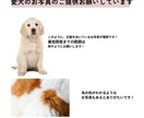 愛犬のパーソナルカラー診断させていただきます ワンチャンでもできる！本格パーソナルカラー診断！ イメージ4