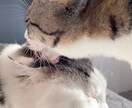 お試し価格♡5名様限定募集いたします 虹組さん✰現役さんとアニマルコミュニケーションいたします☾ イメージ8