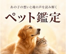 天啓ペット霊視 | 愛するペット様の想いを伝えます 大切な我が子の言葉にできないあなたの願いを受け取りお伝えする イメージ1