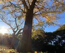 写真素材提供します 自然の写真を撮るのが好きです。 イメージ5