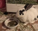 うさぎの飼い方・お世話の仕方を教えます 【選び方、飼い方、費用についてご興味のある方向け】 イメージ2
