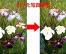 ピントが合わずにぼやけた写真を鮮明に修正します 指定の部分の修正も可能です。OP:BIGサイズ対応 イメージ2