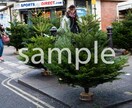 クリスマスの時期に使えそうな写真７枚提供します クリスマスツリー(もみの木)マーケット編 イメージ7