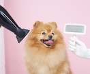 遠隔ヒーリングで愛犬と飼い主様の心身を癒します レイキと音叉のヒーリングで愛犬の状態を整える癒しの時間 イメージ6