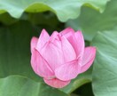 霊聴・チャネリングで鑑定いたします お客様のガイドさんが伝えたい事を分かりやすく紐解きます イメージ7