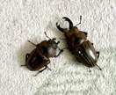 カブト・クワガタの飼育、ブリードの相談に乗ります カブト・クワガタの飼育やブリード、何でもお任せください。 イメージ4