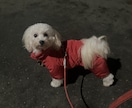 ペットショップ店員がペットのお悩み解決します 多くの動物の飼育経験をもつペットショップ店員が親身に対応 イメージ2