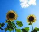 写真素材提供します 写真素材提供します。他にも多数場所あります。 イメージ8