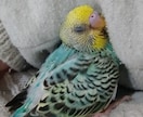 インコ・オウムの似顔絵作ります あなたの鳥さんを特別な絵にします！ イメージ2