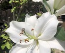 出口がみえる3日間へ☆お話ゆったり受けとめます 心配事、悩みを言いにくいと感じている方へ(回数制限無し) イメージ5