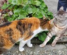 占い初心者が占います タロット占いなど占い初心者が占います。 イメージ1