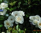 美しいバラの写真をご提供いたします。 イメージ2