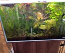 水草やレイアウトのご相談承ります 3mの水草水槽を1年半講師の方と管理していました。 イメージ2
