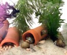 犬猫小動物魚｜生き物好きの相談や自慢話を聴きます 幅広い飼育経験と保護経験でペットと飼い主をサポート イメージ5