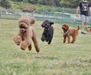 愛犬とのドッグラン等に同行して撮影します 愛犬との楽しい時間を写真に残しませんか？ イメージ3