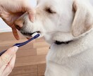 歯科衛生士が愛犬の歯みがきのご相談にのります 経験20年以上の衛生士が愛犬歯磨きを応援！ イメージ2