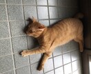 どんな事でもお話し聞きます 日頃の悩み、相談いっぱいして下さいね。すっきりした明日を！ イメージ1
