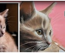 オンラインレッスン！ 猫、風景等の描き方を教えます 89動画で学べるパステル画絵画教室！楽しく認知症予防！ イメージ1