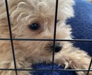 貴方のペットにあったフードをアドバイスします ペット保険会社／ペットフードメーカー勤務、犬猫飼育中 イメージ1