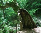自然風景の写真、動画の素材提供致します 中々行けない山道や岩場、滝等の自然風景の素材を提供致します！ イメージ1