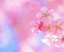 ふんわり柔らかな桜の花の愛と癒しのヒーリングします 【ハートを愛で満たし愛され体質になっていきましょう】 イメージ1