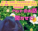 我が家のかわいいペット自慢のお話聴きます 犬猫ウサギモモンガ金魚メダカプレコ等飼育経験談など話し相手 イメージ1