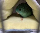 インコを初めて飼う方！雛を初めて飼う方！教えます 初めてインコを飼う方や初めて雛を飼う方必見！ イメージ3