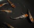メダカの飼育から副業の方法までお教えします メダカ飼育て癒されて、増えたらネットで販売しましょう！ イメージ3