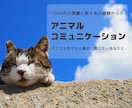 アニマルコミュニケーションいたします お空組さんOK☆大切なアニマルたちの気持ちをお伝えします イメージ2