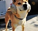 コミュニケーションの悩みにアドバイスします 今日のモヤモヤは今日のうちに！【女性限定】 イメージ1