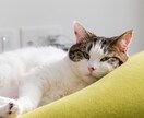 一人暮らしで猫を迎えたい方の相談に乗ります 一人暮らしで猫と暮らして4年。仕事しながら育てるコツを伝授！ イメージ2