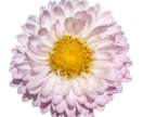 完成品！商用・商品化に使える花の写真素材販売します 300種類以上の花、1600枚以上の写真があります イメージ9