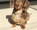 ドッグトレーナーが愛犬との向き合い方を教えます ワンちゃんについての悩みを解決しよう！ イメージ5